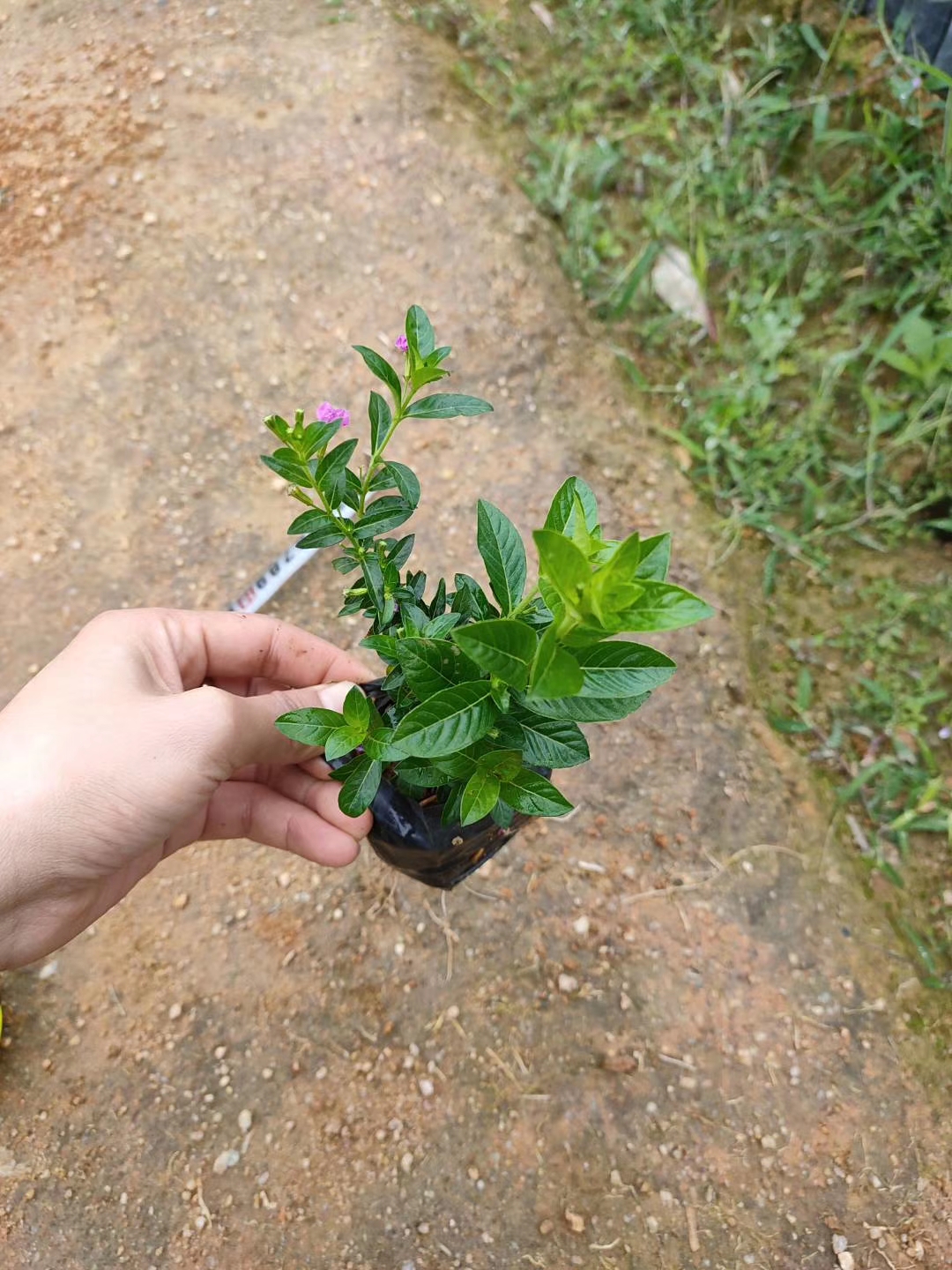 实惠价格的满天星，基地长期供应