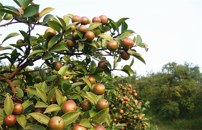 供应玉林油茶苗品种简介 软枝油茶和大果红花茶籽苗