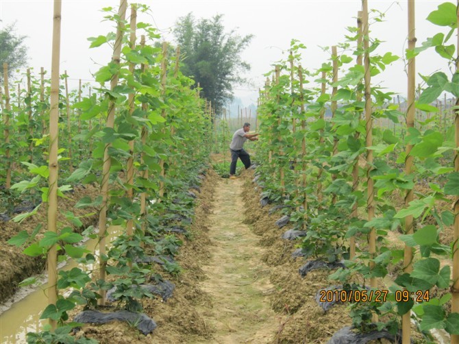 供应广西粉葛苗和葛根苗和淮山种粉葛根基地