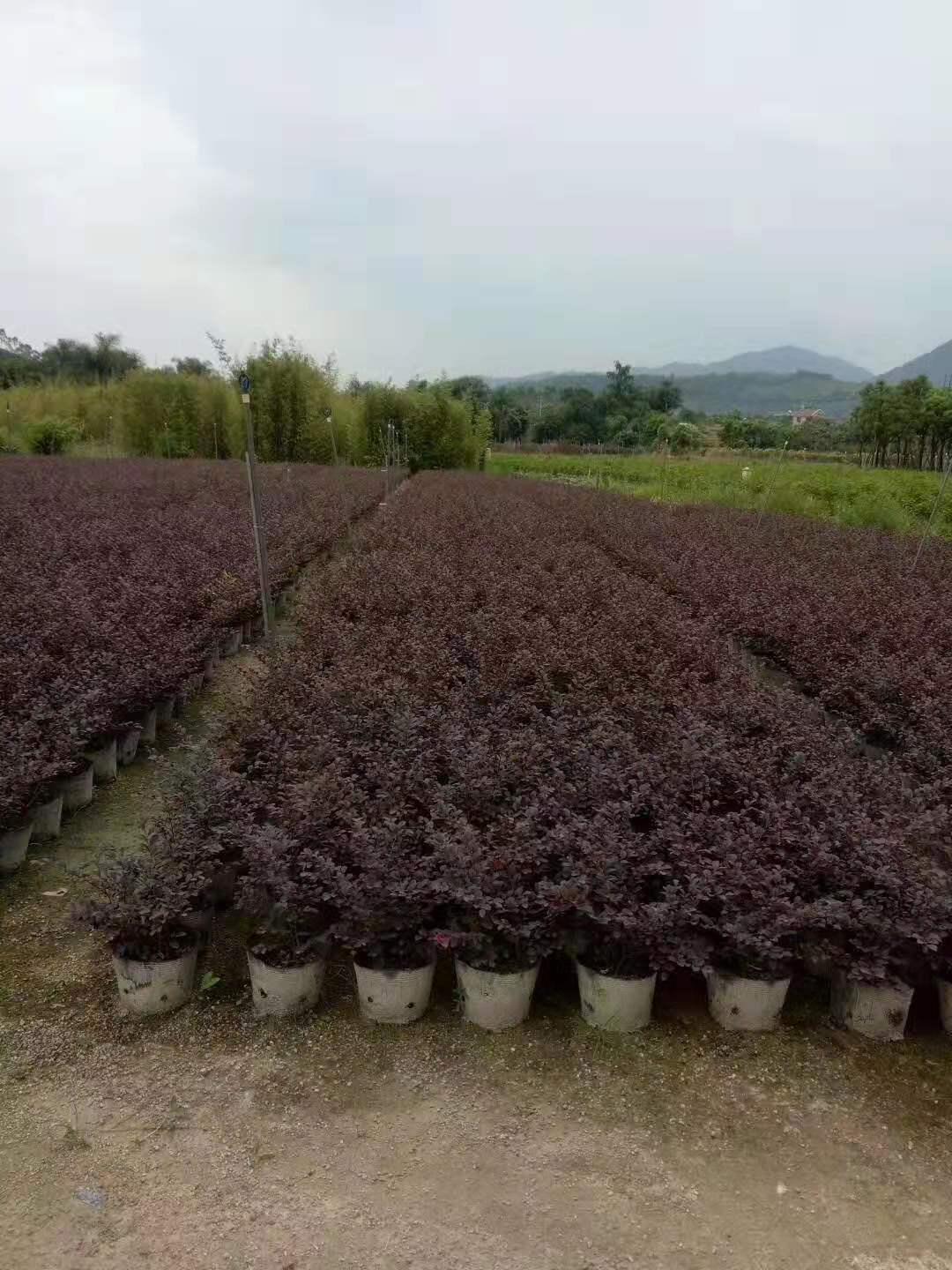 红花檵木漳州苗木场大量供应批发