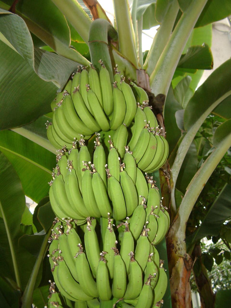 供应粉蕉苗香蕉苗和西贡蕉苗芭蕉苗玉林种苗部