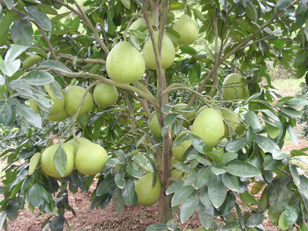 供应柚子树专题 玉林沙田柚树和蜜柚树介绍