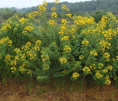 高质量的黄花槐价格便宜