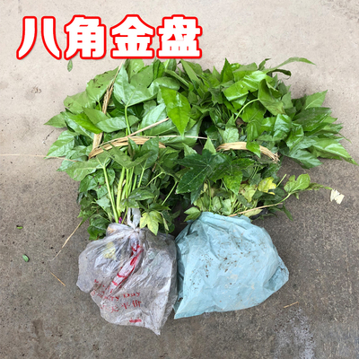 江西地区的八角金盘价格如何