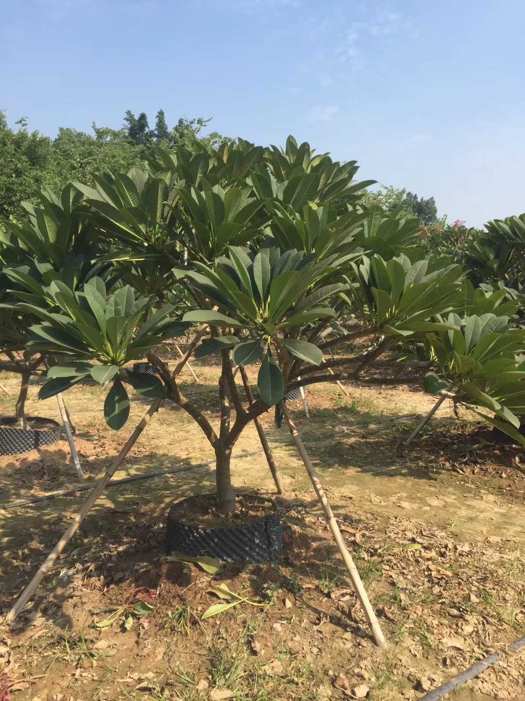 鸡蛋花易种植易存活，树形优美