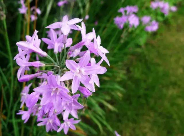 5月份产地供应质量高的紫娇花