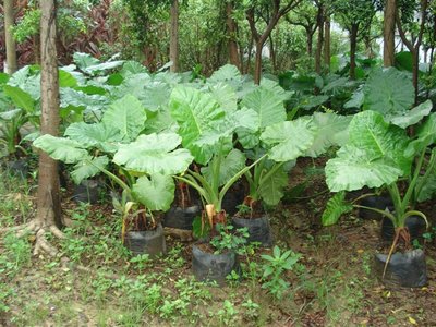 价格合理易种植的海芋，漳州货源多