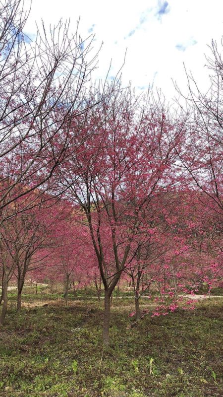 福建山樱花今日报价多少