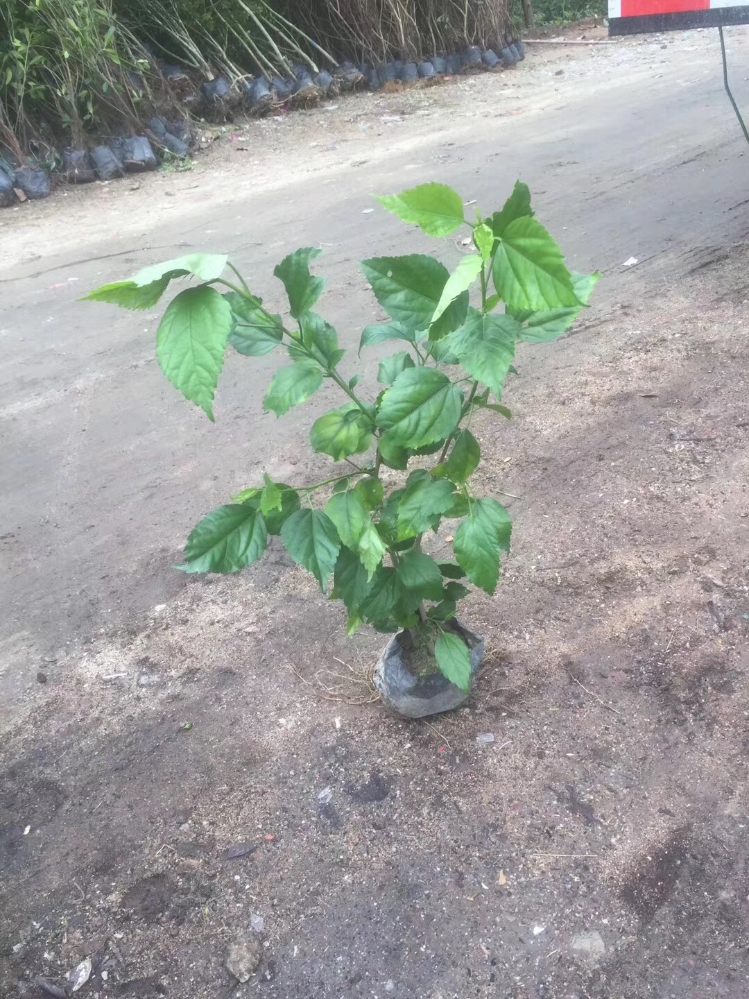 青叶扶桑在哪个位置种植质更加