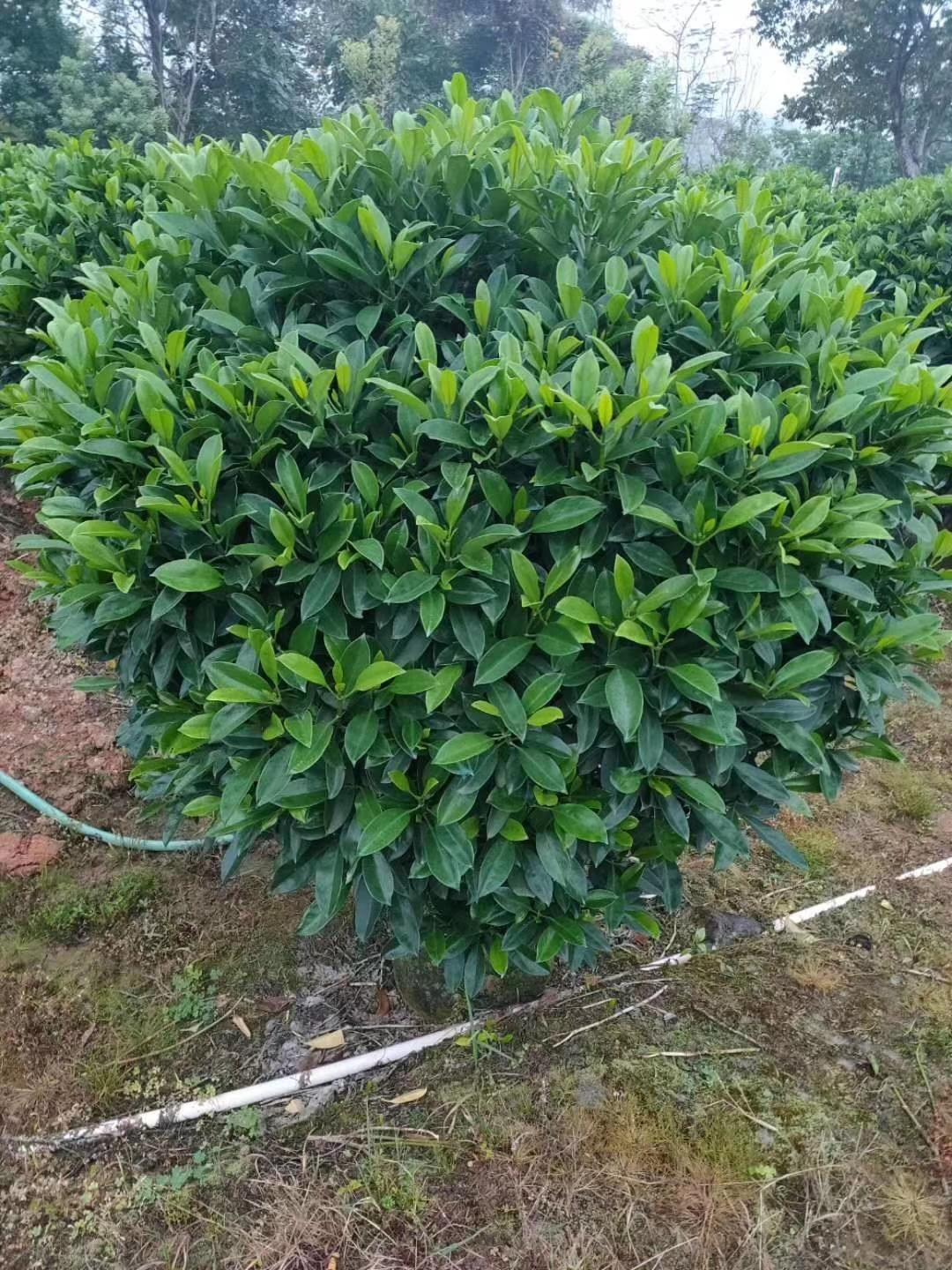 非洲茉莉5月份哪里物美价优