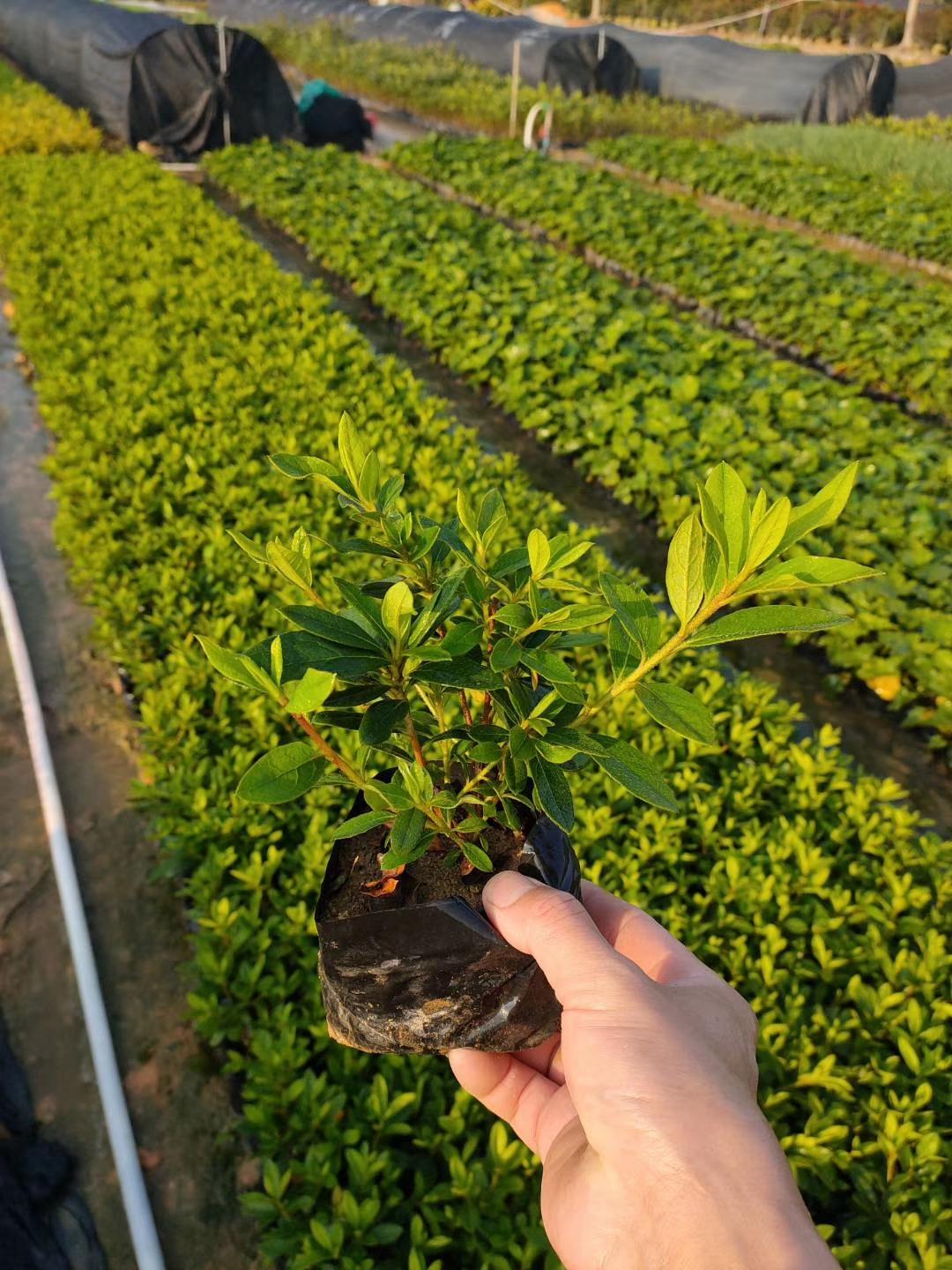 容易养植的毛杜鹃，漳州什么价格