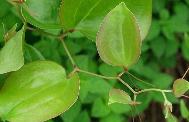 供应土茯苓苗和茯苓菌种基地 广西香菇种与木耳种厂家