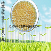 枯草芽孢杆菌200亿 净化水体 调节水质 饲料添加