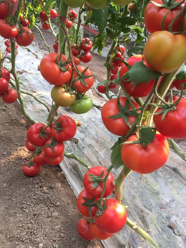 南澳绿亨种业 澳红二号 澳红6号 澳红8号大红番茄种子苗子