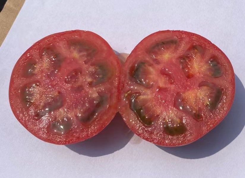 奥古斯塔草莓番茄种子苗子 凌广农业 铁皮柿子 抗病高产 口感好