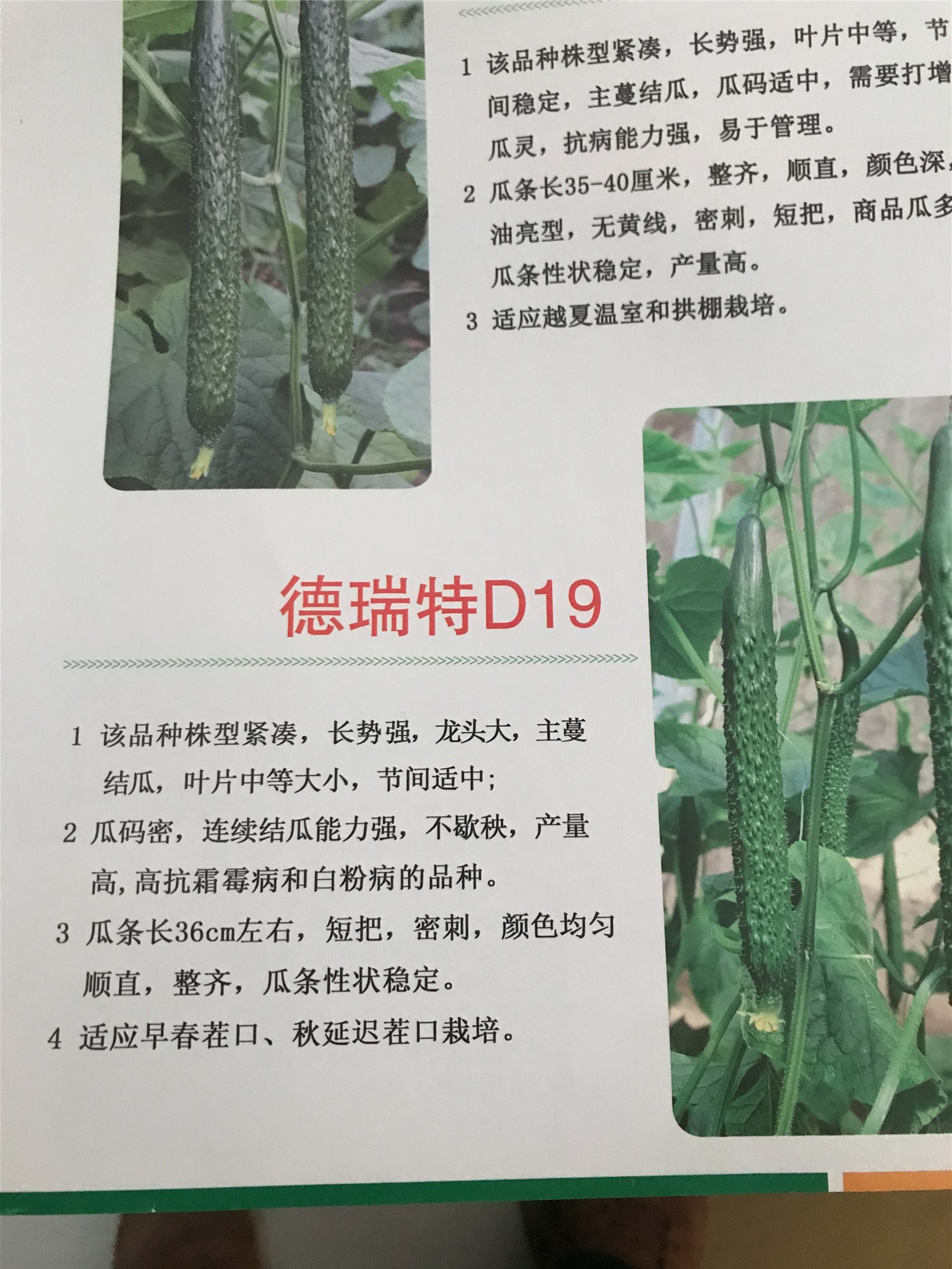 德瑞特D19黄瓜种子苗子 抗病高产 连续结瓜能力强 天津德瑞特种业