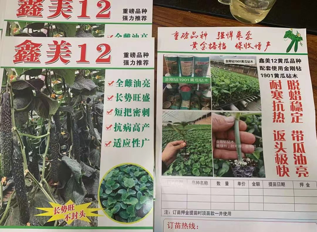 鑫美12黄瓜种子苗子 适合秋延 越冬一大茬及早春栽培的 品种 山东寿光蔬菜凌广农业