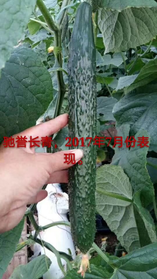 天津科润黄瓜 驰誉青禾黄瓜 驰誉长青黄瓜种子苗子 山东寿光蔬菜种业