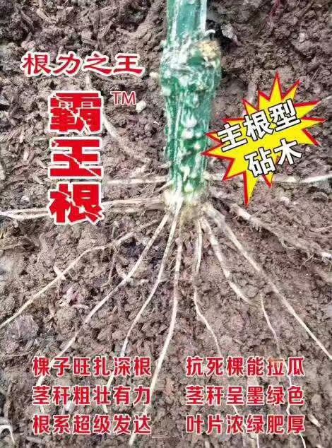 霸王根V18砧木 抗枯萎 死棵等众多优点  寿光育苗基地