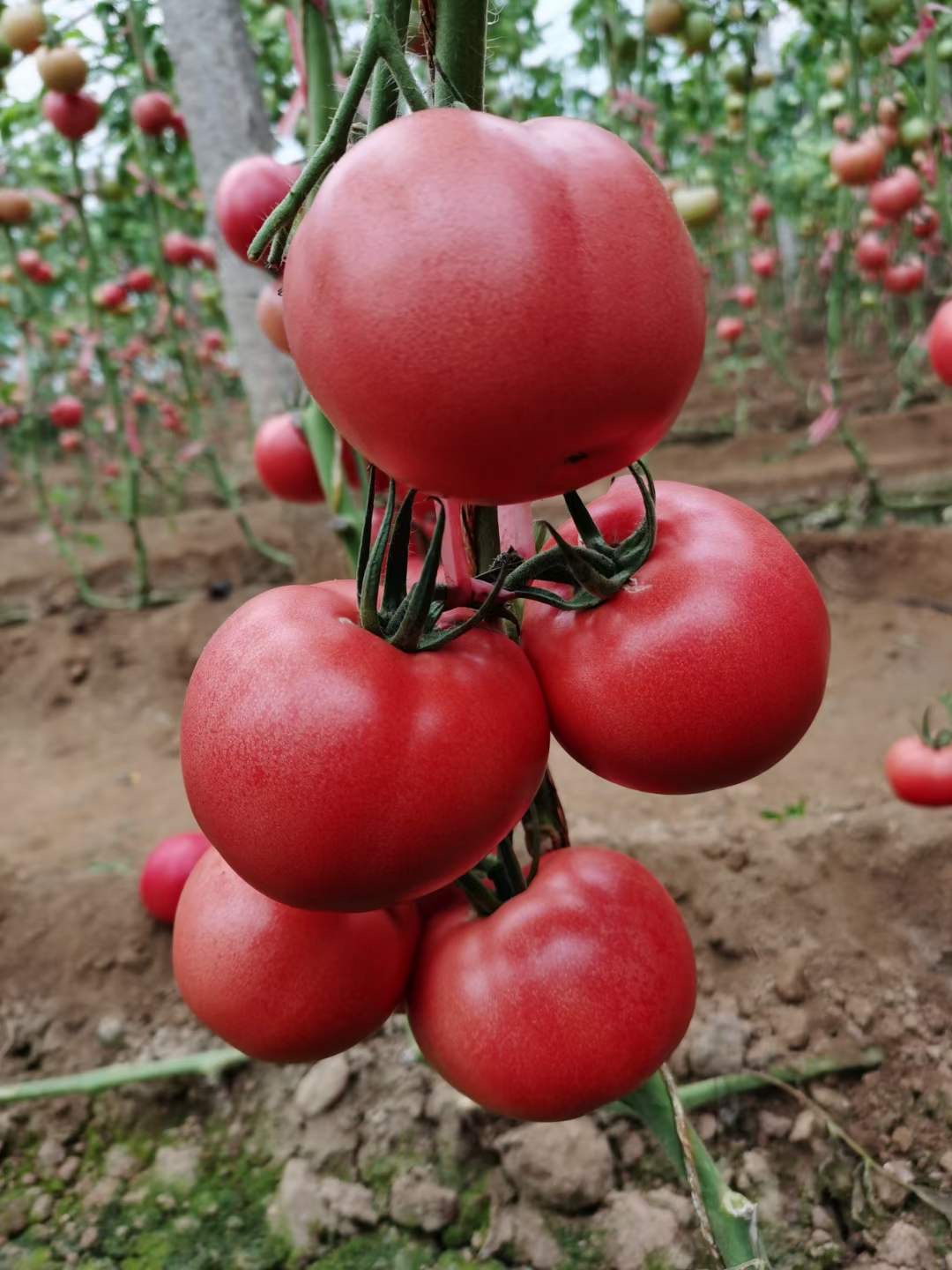 海泽拉进口   圣罗兰 福莱  粉果番茄种子苗子  山东寿光蔬菜凌广农业育苗基