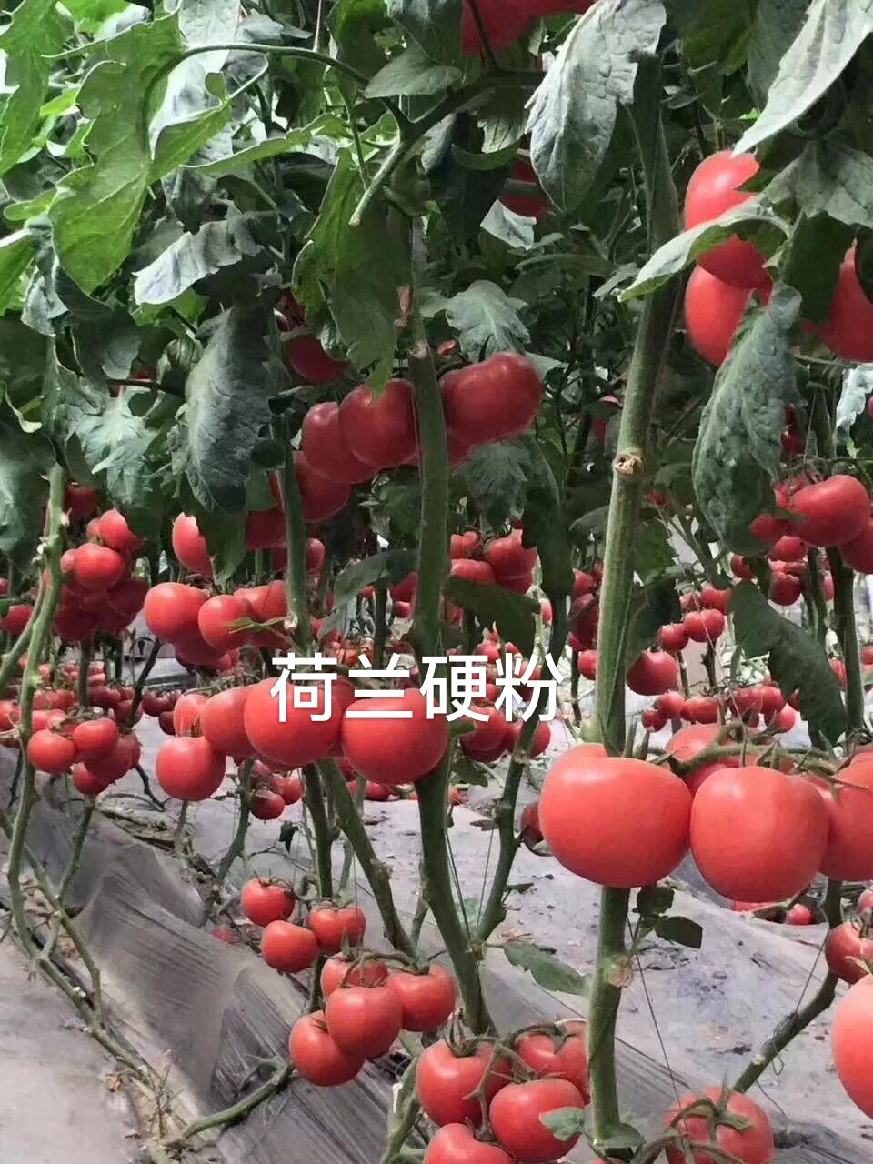 荷兰硬粉番茄种子苗子 抗病高产 耐贮运 寿光育苗基地