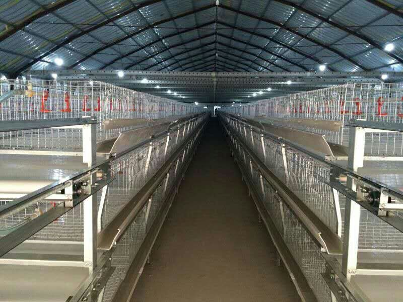 鸡舍养殖设备肉鸡笼养设备鸡舍笼具山东金石农牧机械