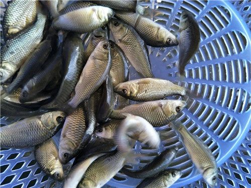 衡水鲤鱼苗批发 发货快