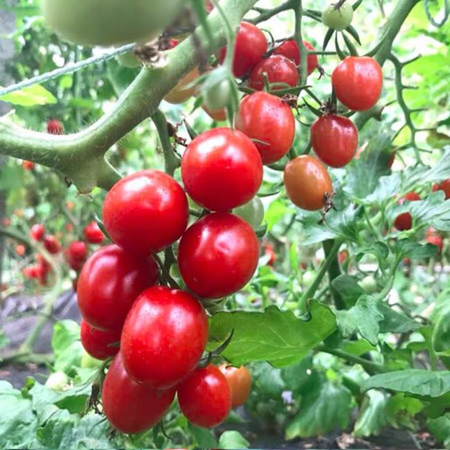百斯特口感番茄  釜山美珠红色樱桃番茄 圣女果种子苗子  糖度10度 单果重20克