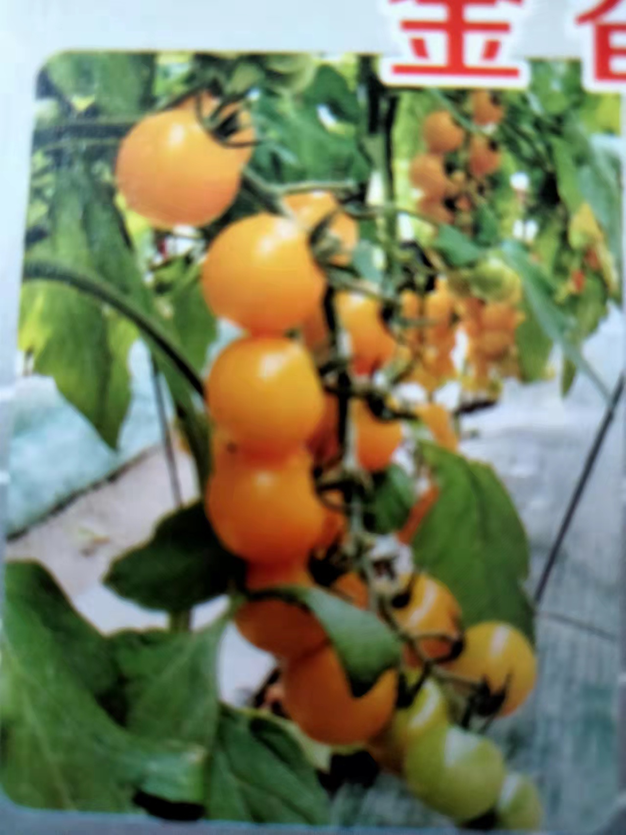 百斯特口感番茄 金香玉黄色樱桃番茄 圣女果种子苗子 香气浓郁 单果重20克