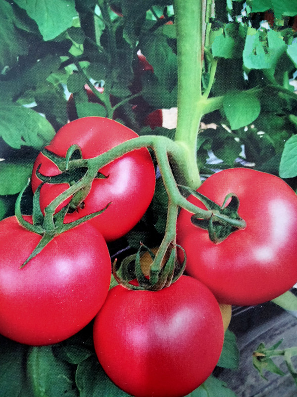 富菜园 浦粉丰味粉果番茄种子苗子  单果重150-200克 耐裂