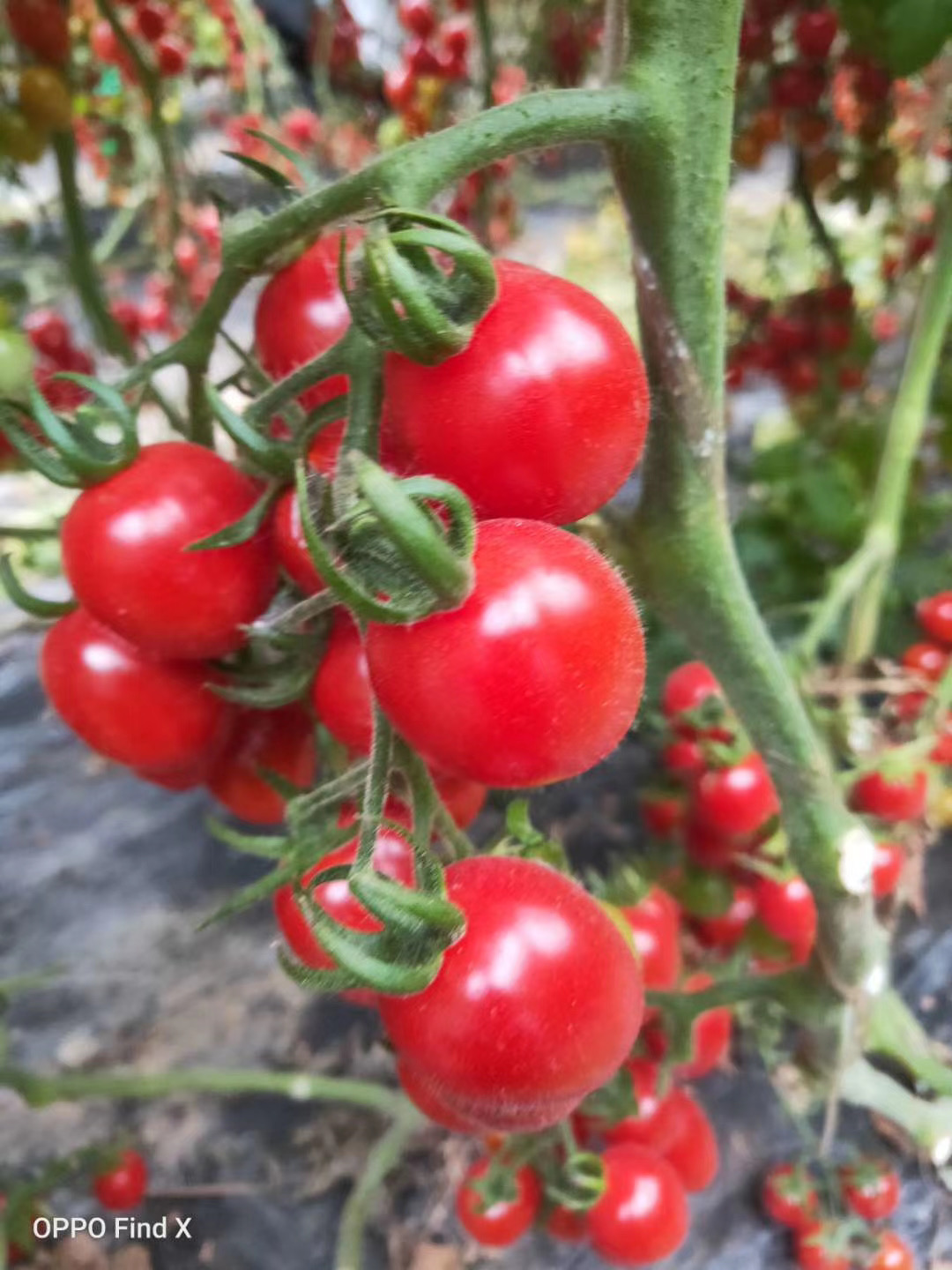 富菜园 珍味1号红色樱桃番茄 圣女果种子苗子  糖度达9-10度 单果重18克左右