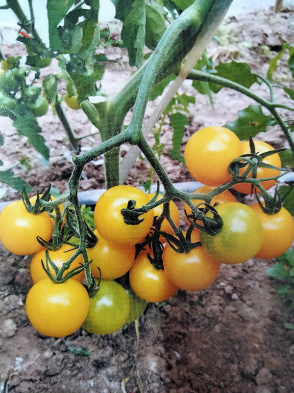 富菜园  玉金香1号黄色樱桃番茄 圣女果种子苗子 糖度可达10 单果重18克左右