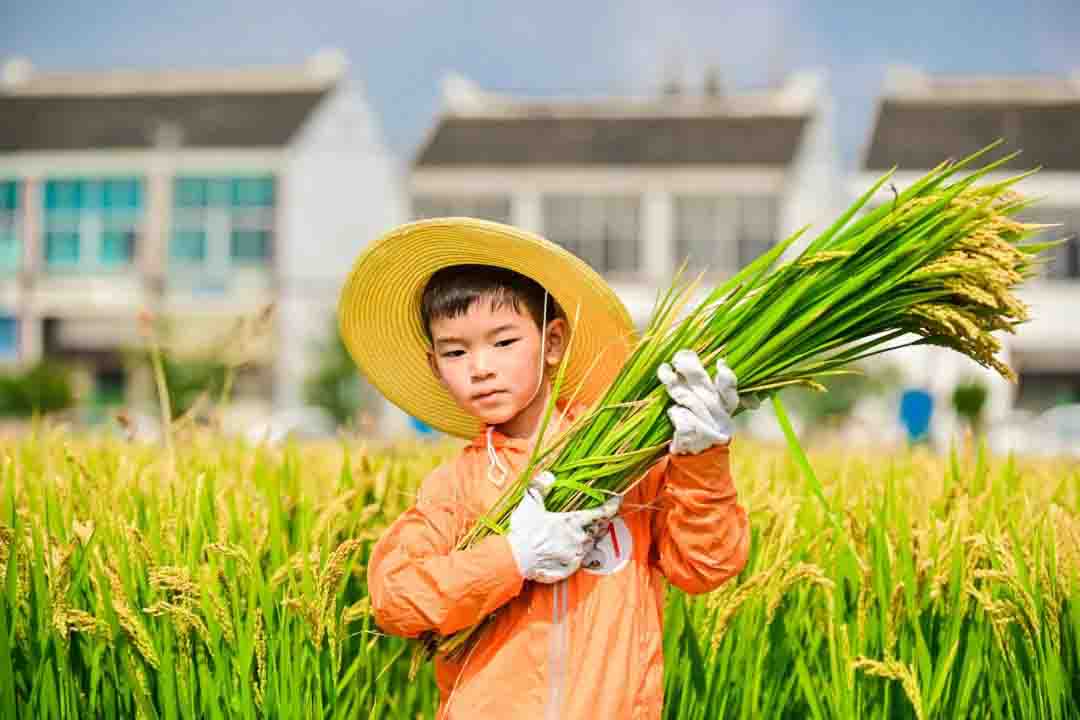 苏州三六六研学旅行户外拓展活动挖红薯割稻子探索体验课报名中