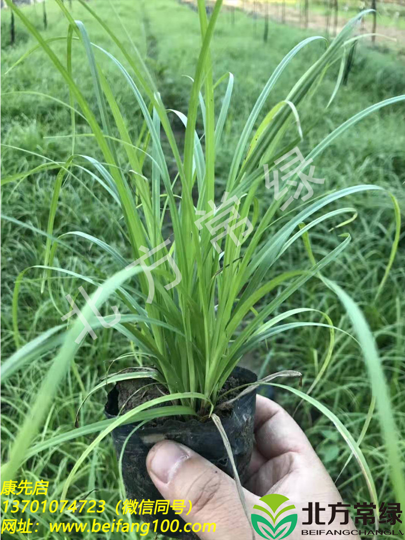 青绿苔草营养杯苗价格【北京北方常绿基地价格是多少】长期供应