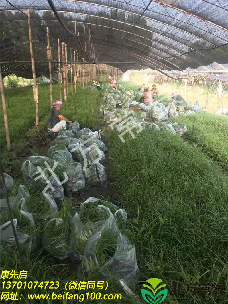 批发青绿苔草/青绿苔草裸根苗/青绿苔草苗圃价格/厂家