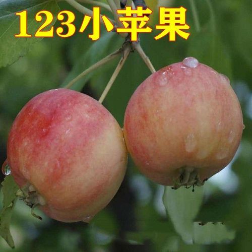 唐山海棠 唐山果海棠123小苹果 遵化果海棠123小苹果