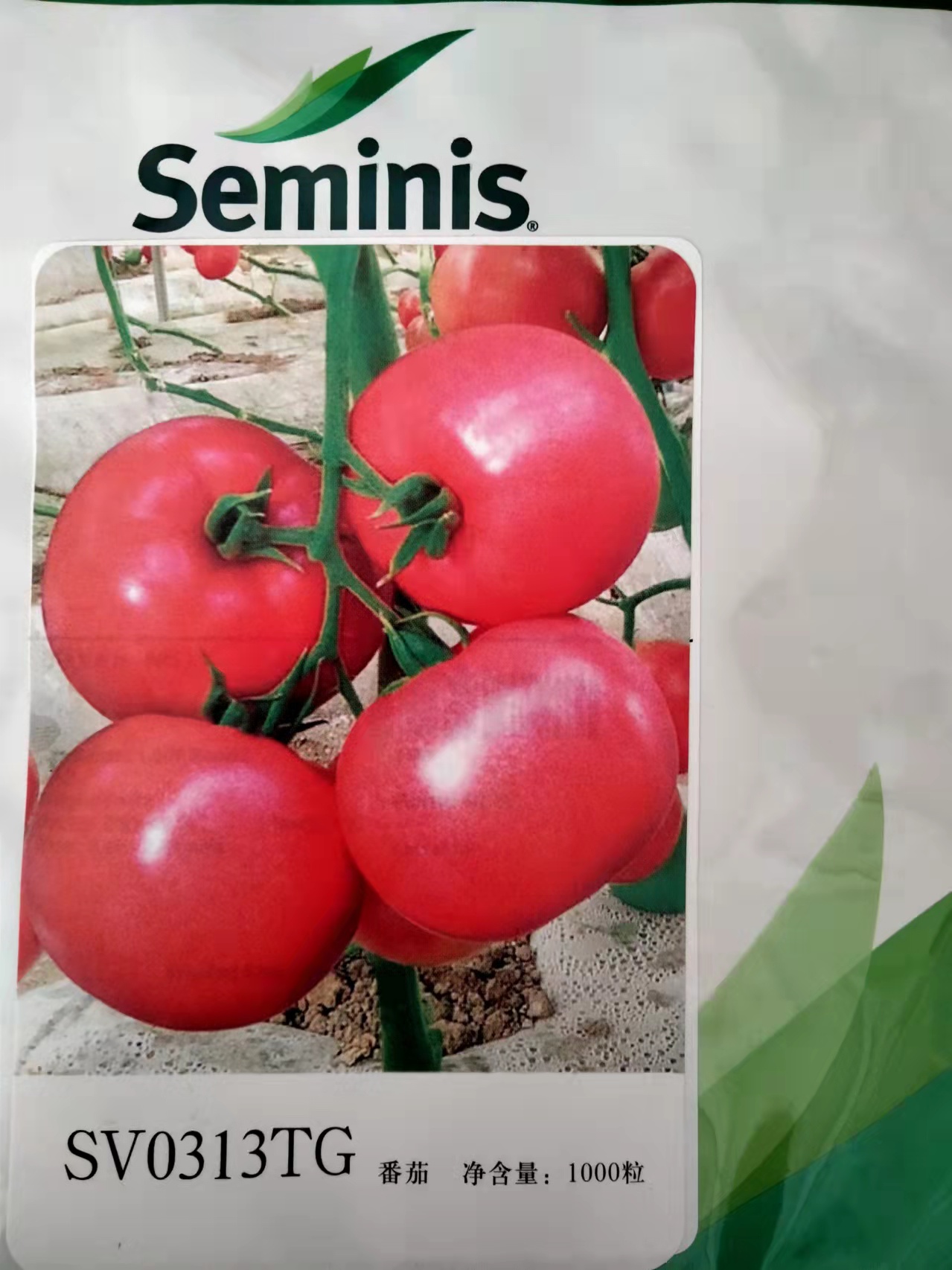圣妮斯0313粉果番茄种子苗子  中大果  硬度好  单果重240-260克