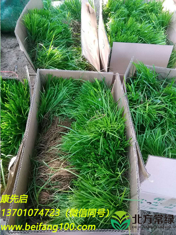 青绿苔草地栽苗价格-北京青绿苔草供应基地-厂家大量现货批发