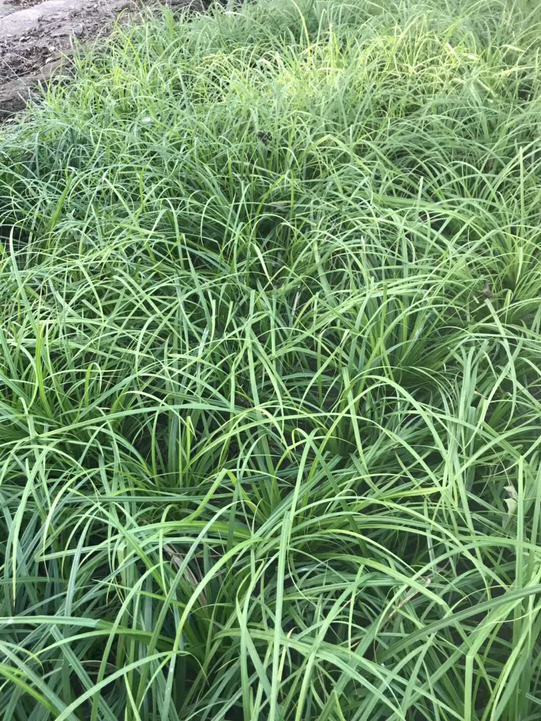 大量供应崂峪苔草-崂峪苔草地栽苗种植基地-厂家批发