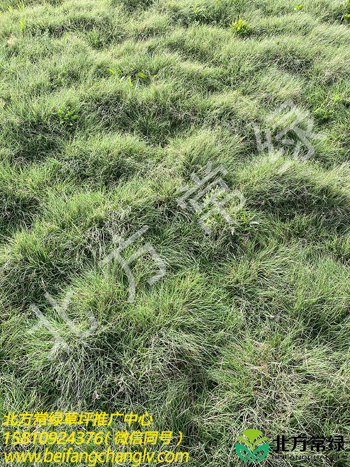 【野牛草小苗】【野牛草基地】供应价格北京厂家报价