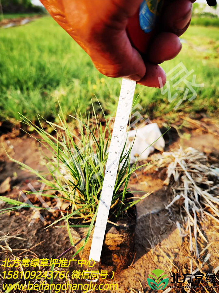 种植野牛草的优点【野牛草盆栽苗多少钱】北京大兴本地苗