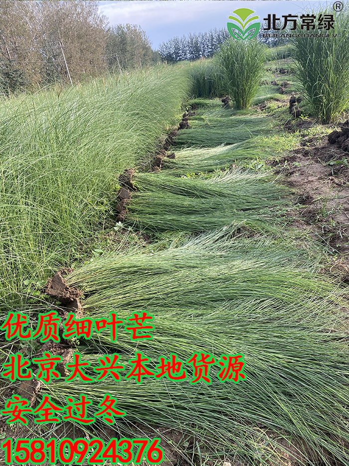 观赏草-细叶芒基地在北京大兴【细叶芒营养杯苗价格】供应细叶芒/厂家