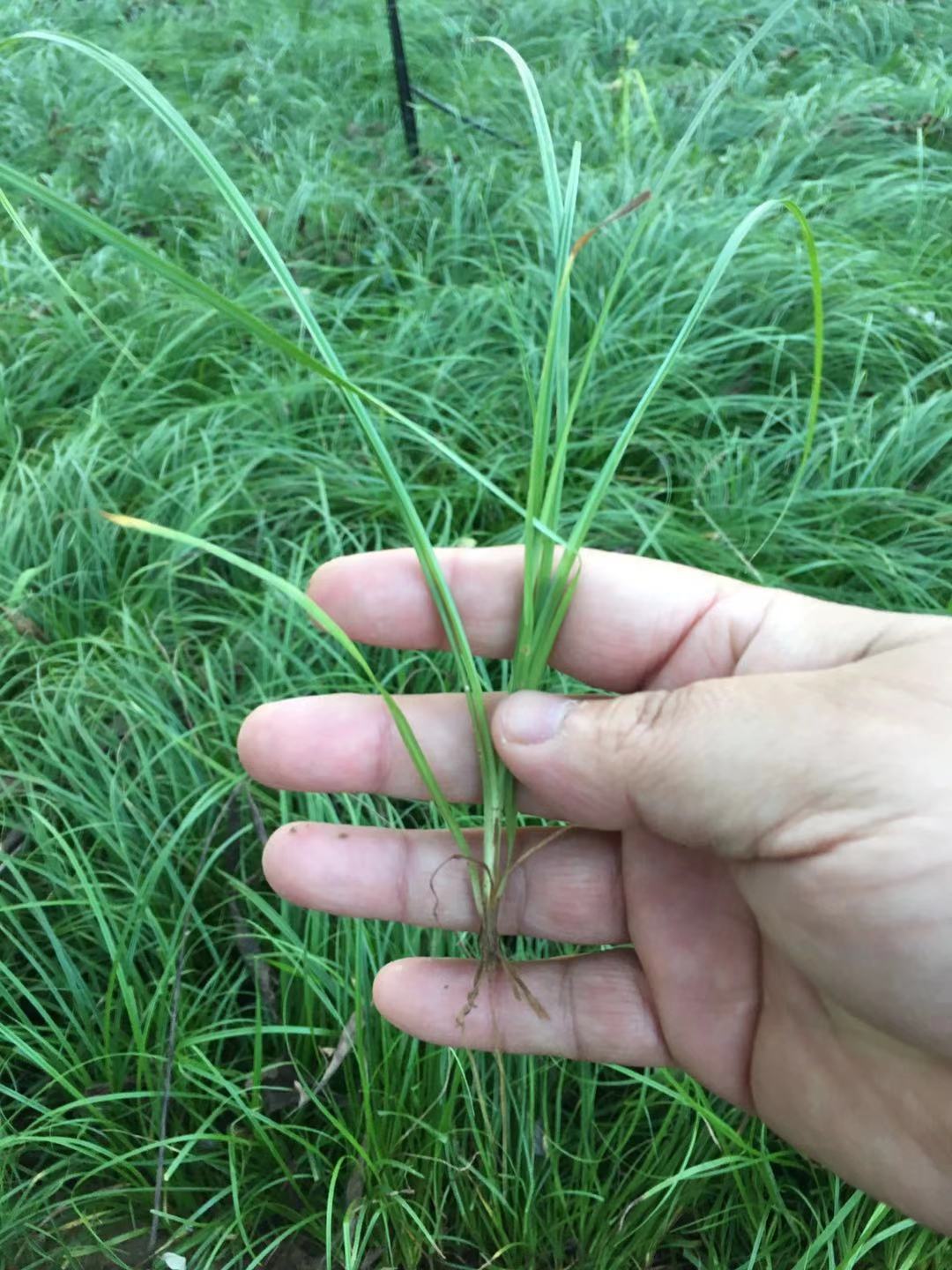 披针叶苔草种植基地-北京披针叶苔草供应价格-批发小苗