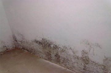 广州市天河区五山房顶除霉室内潮湿发霉白墙长霉渍清理