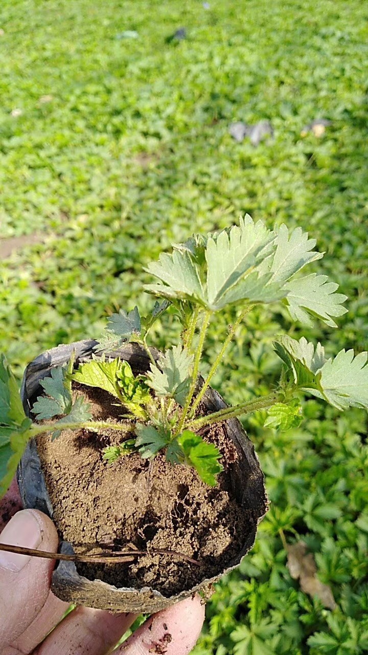 【委陵菜供应厂家】【委陵菜裸根苗种植基地】北京价格