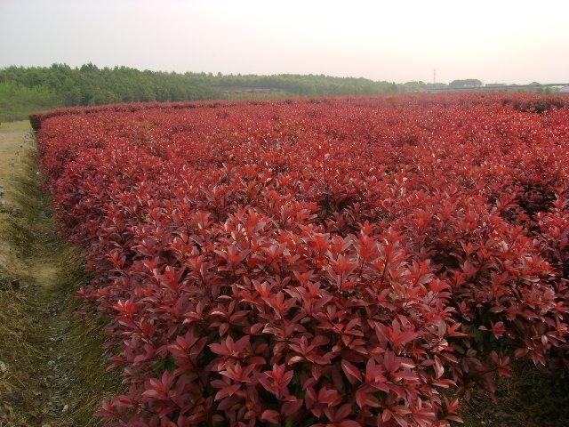 红叶石楠价格，苗圃红叶石楠价格