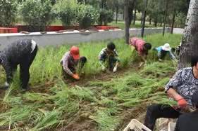 北京紫穗狼尾草价格-北方常绿厂家常年供应观赏草