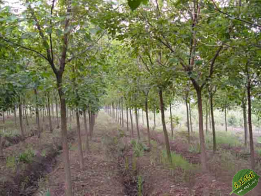 重阳木价格资料，移植重阳木树价格