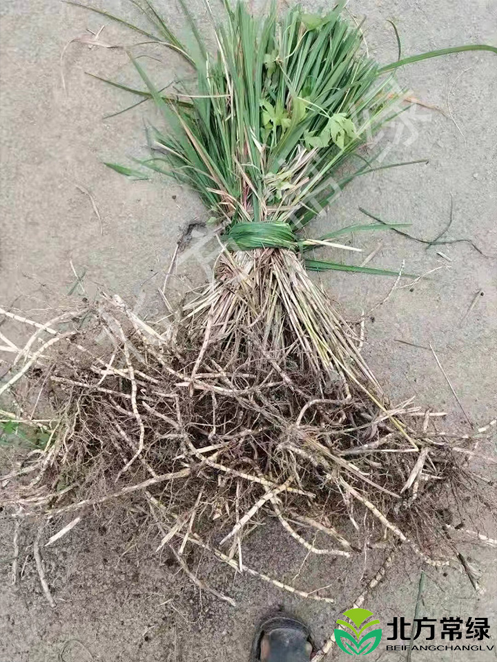 荻草营养杯苗供应批发，基地自产自销！