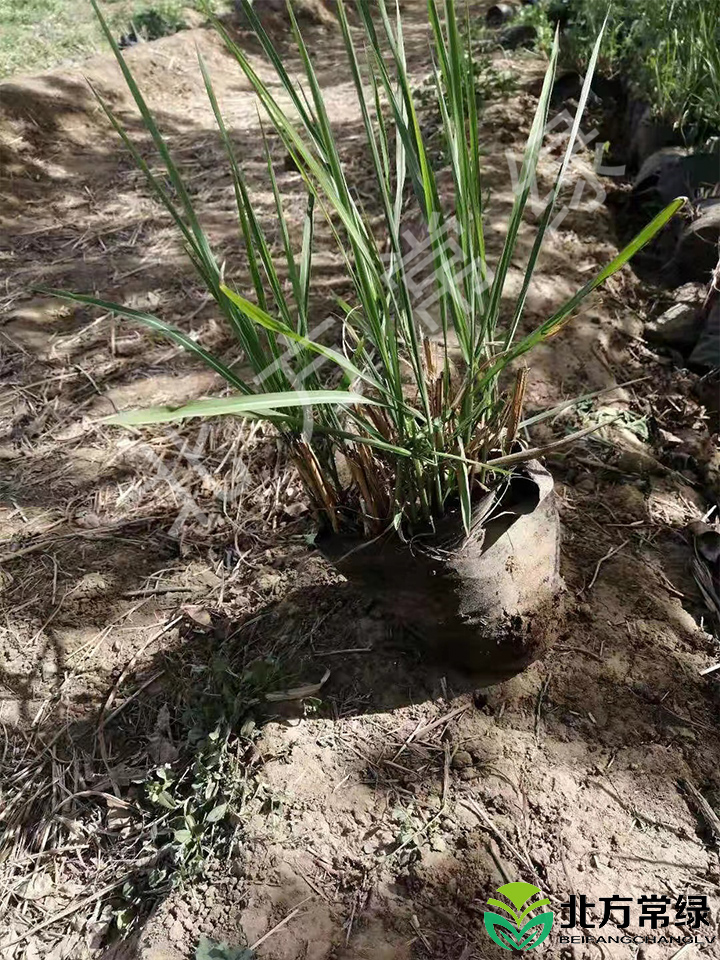 北京荻草批发供应推荐北方常绿公司